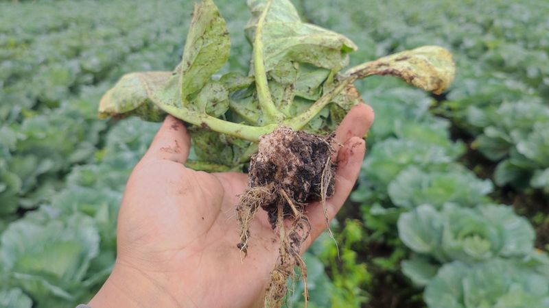 Cabbage Family Plants With Clubroot Cabbage Family Plants With Clubroot