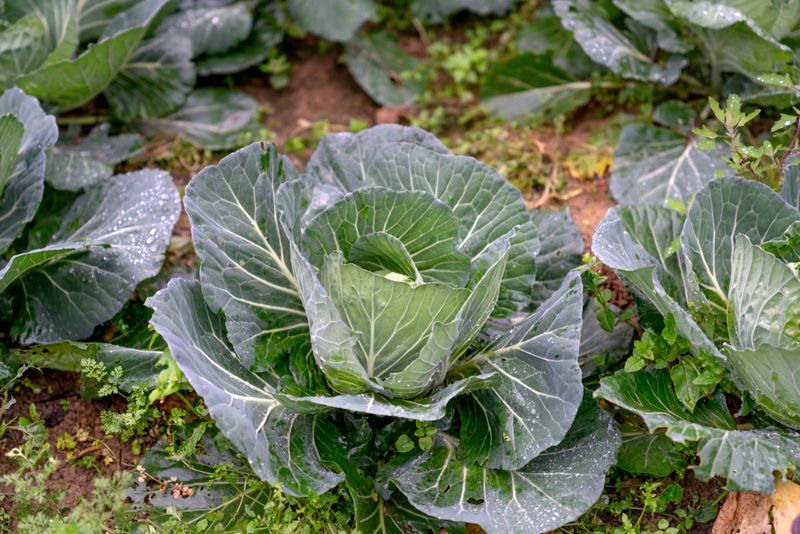 Cabbage Holds Its Ground