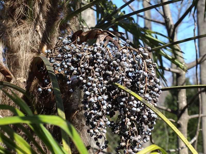 Cabbage Palm Fruit Clusters Turn Dark And Attract Wildlife