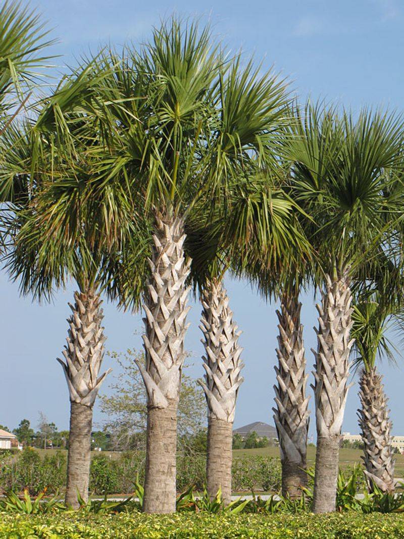 Cabbage Palm Cabbage Palm