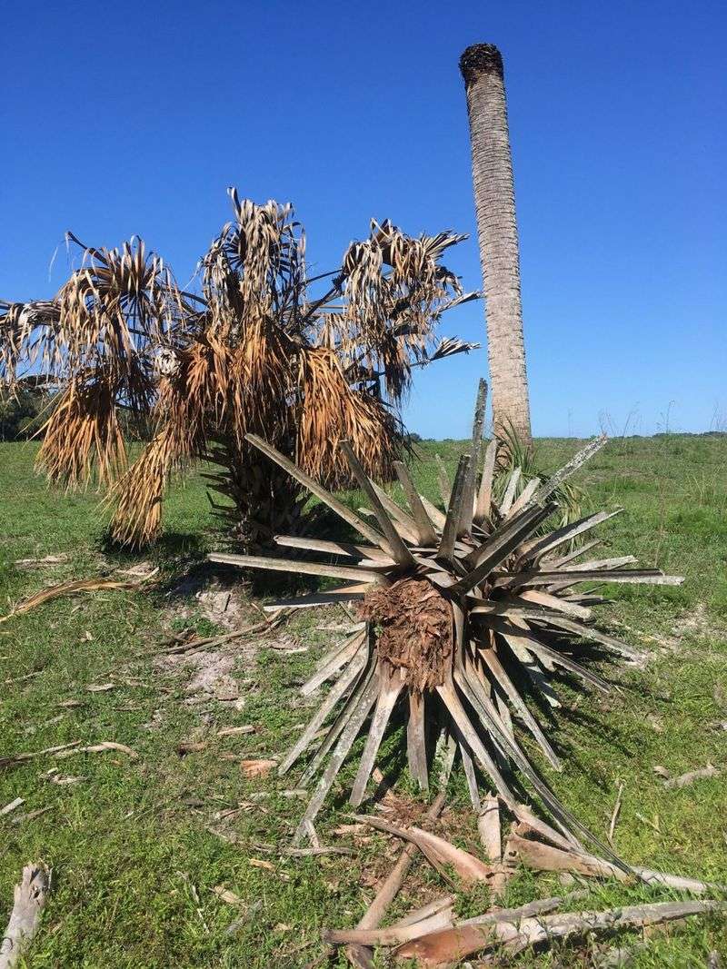 Cabbage Palms, Florida’s State Tree, Are Vulnerable