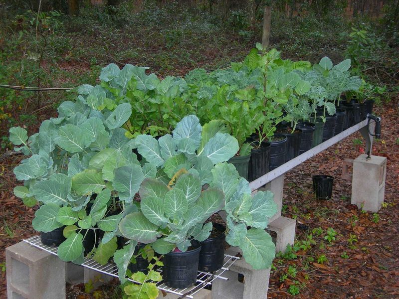Cabbage Transplants Can Continue Going Into Central Gardens After October Cabbage Transplants Can Continue Going Into Central Gardens After October