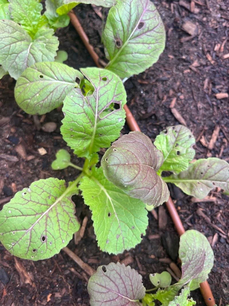 Cabbage Worms And Flea Beetles Are Worth Watching For