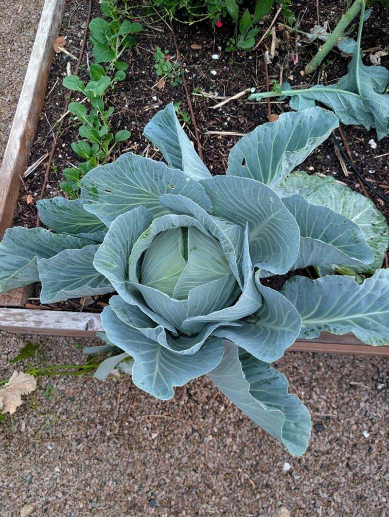 Cabbage