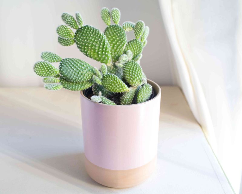 Cacti Cacti