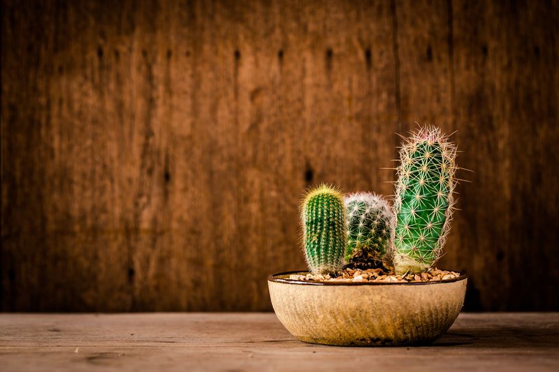 Cactus, Blamed For Prickly Energy In Feng Shui Cactus, Blamed For Prickly Energy In Feng Shui