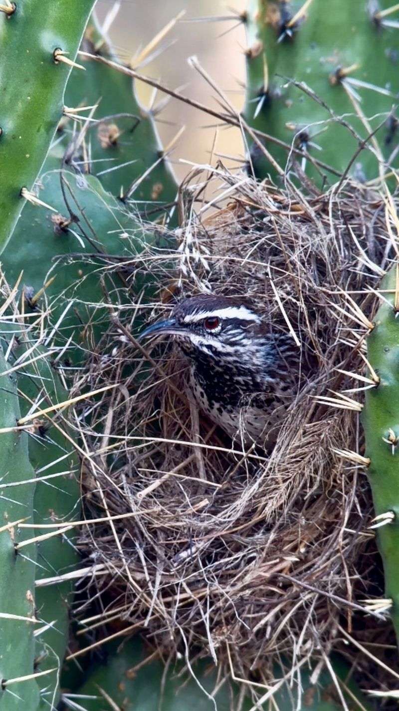 Cactus Wrens roost in nests year-round