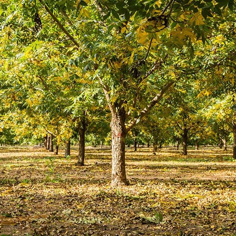 Caddo Pecan
