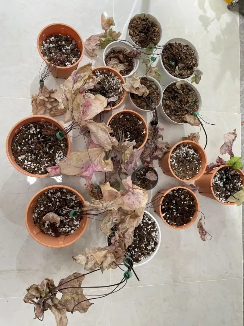 Caladium Tubers Need Protection From Winter Cold Caladium Tubers Need Protection From Winter Cold