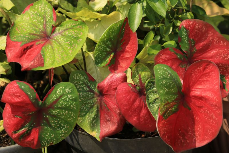 Caladium
