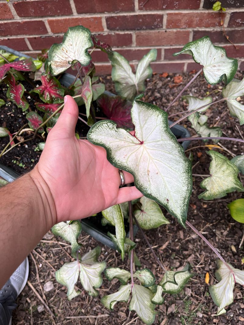 Caladiums Before Nights Dip Below 60 Caladiums Before Nights Dip Below 60