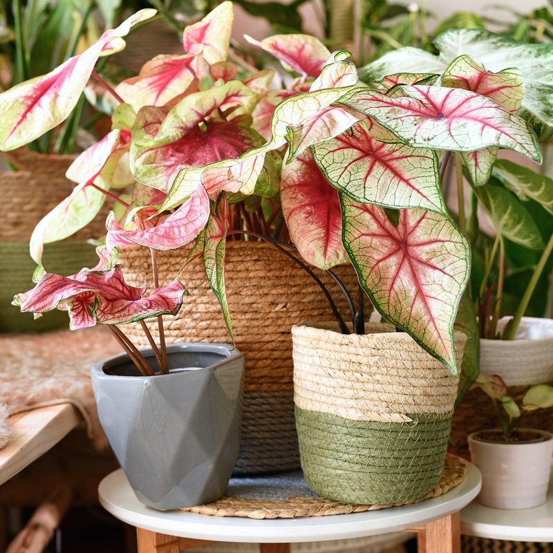 Caladiums Want A Warm Winter Hideout