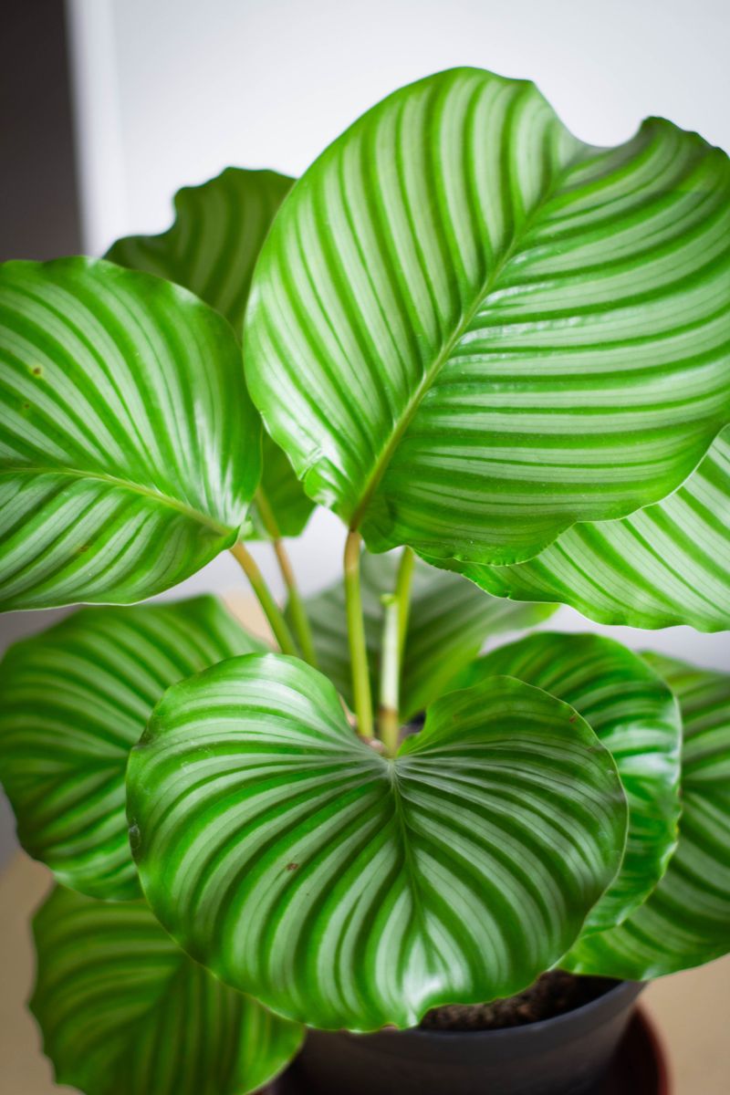 Calathea Orbifolia Calathea Orbifolia