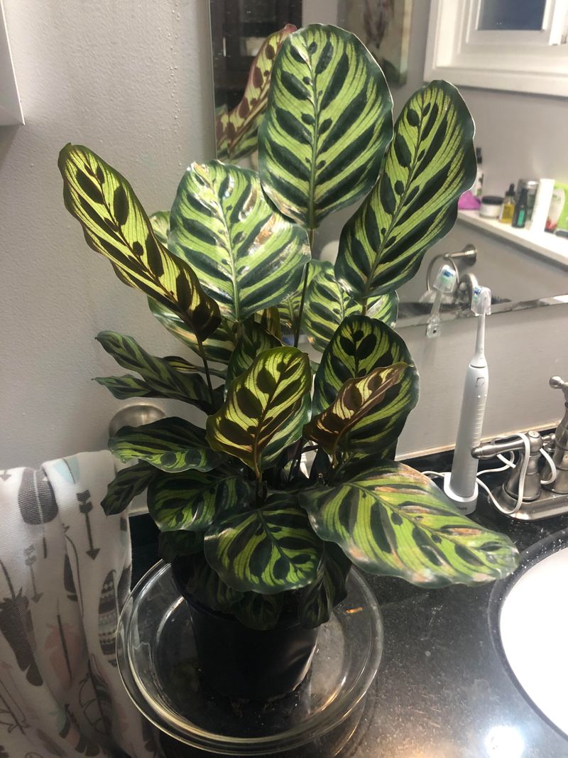 Calathea With Leaves That Fold Up At Night