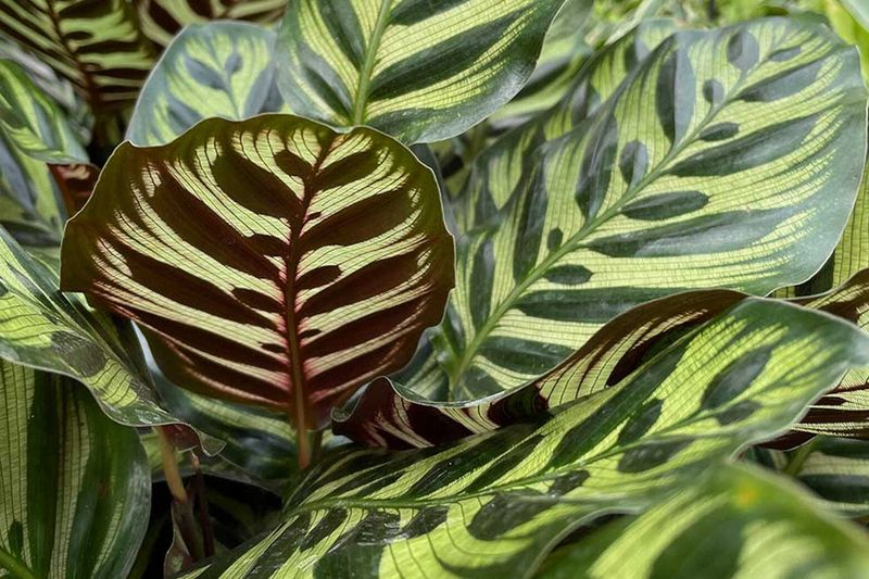 Calathea Calathea