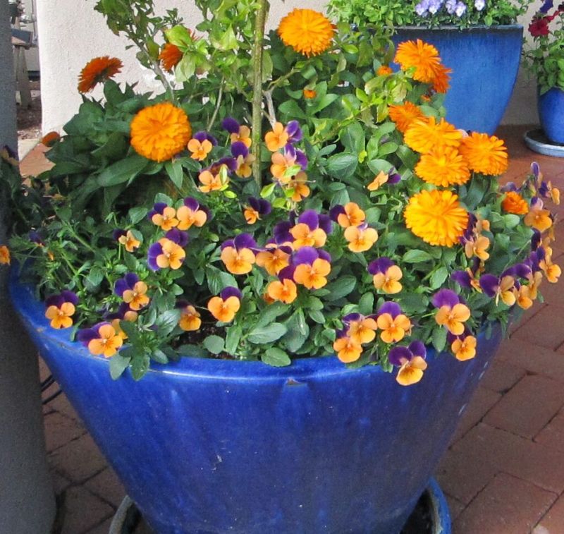 Calendula Brings Warm Orange Color Calendula Brings Warm Orange Color