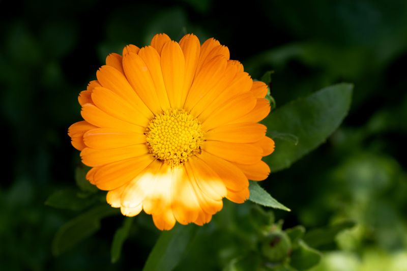 Calendula Delivers Sunny Orange Cheer