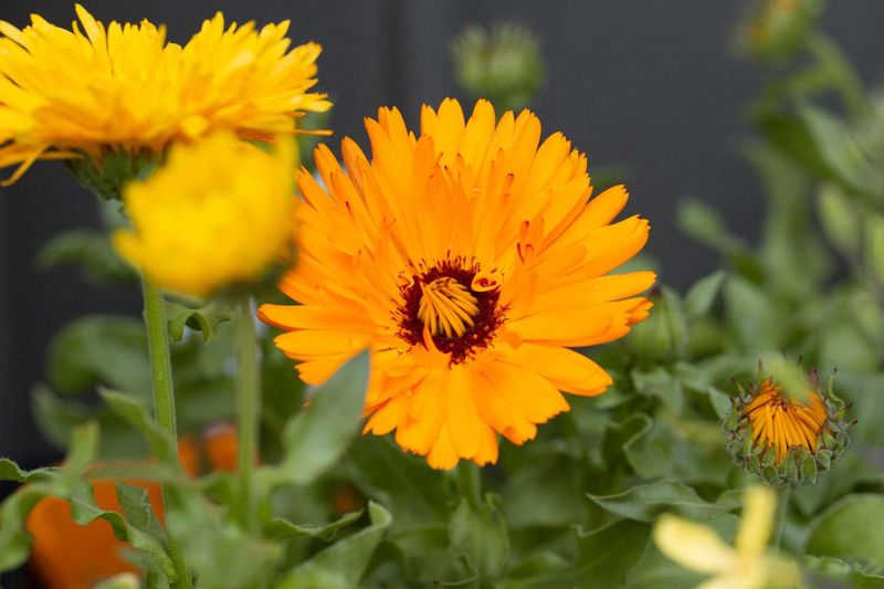 Calendula Keeps Blooming Through Winter Calendula Keeps Blooming Through Winter