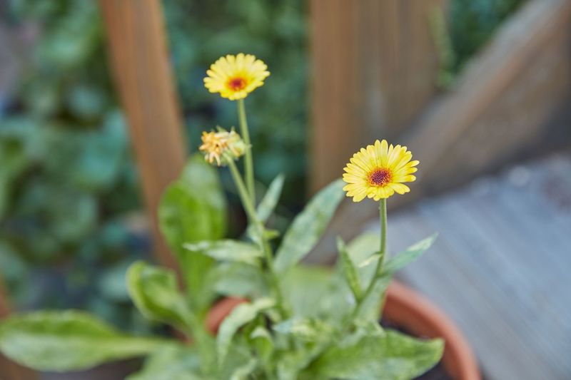 Calendula Lights Up Gray Days