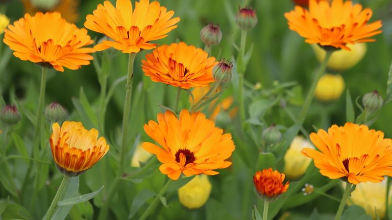 Calendula Shrugs Off Chilly Weather