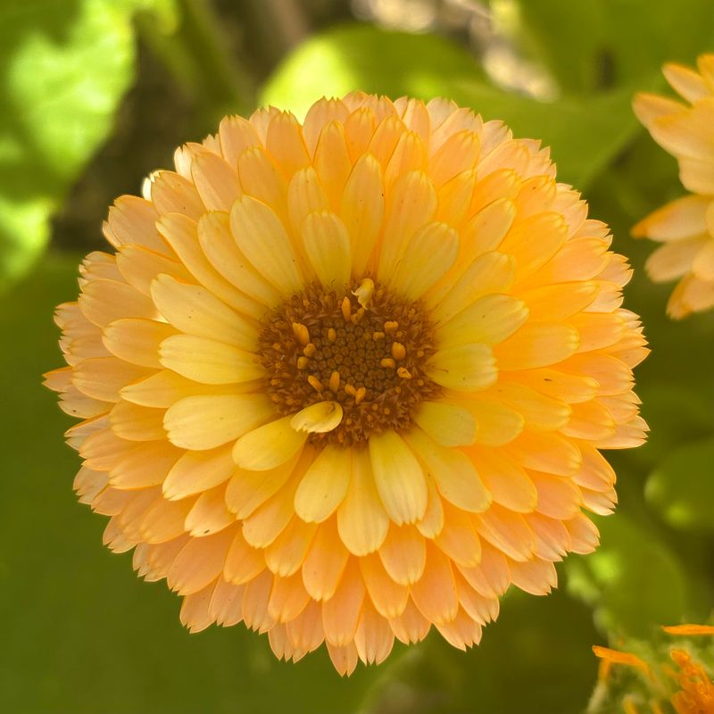 Calendula Shrugs Off The Cold