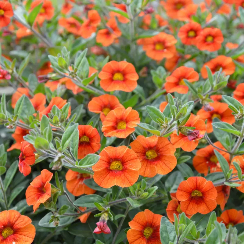 Calibrachoa
