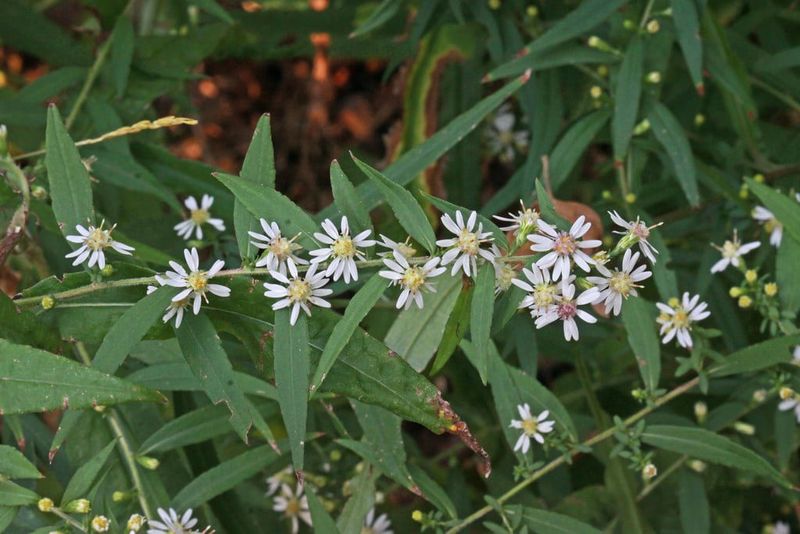 Calico Aster's Tiny Flowers Feed Late-Season Beneficials In Light Shade Calico Aster's Tiny Flowers Feed Late-Season Beneficials In Light Shade