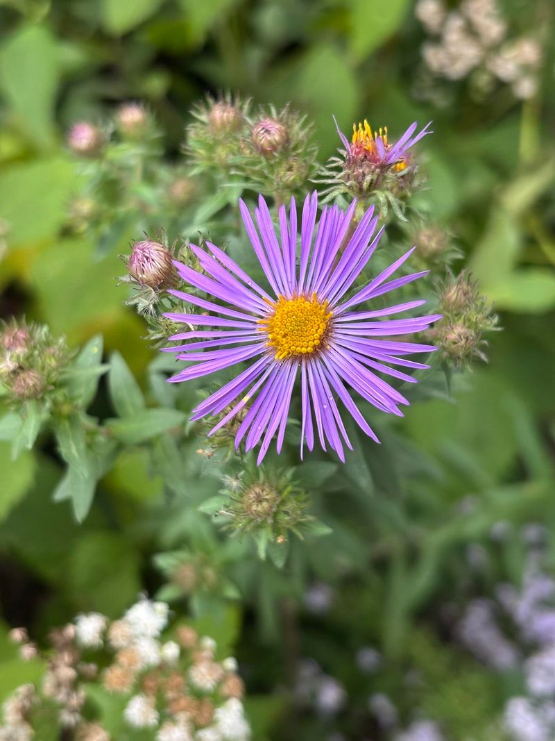 California Aster Thrives In Dense Ground California Aster Thrives In Dense Ground