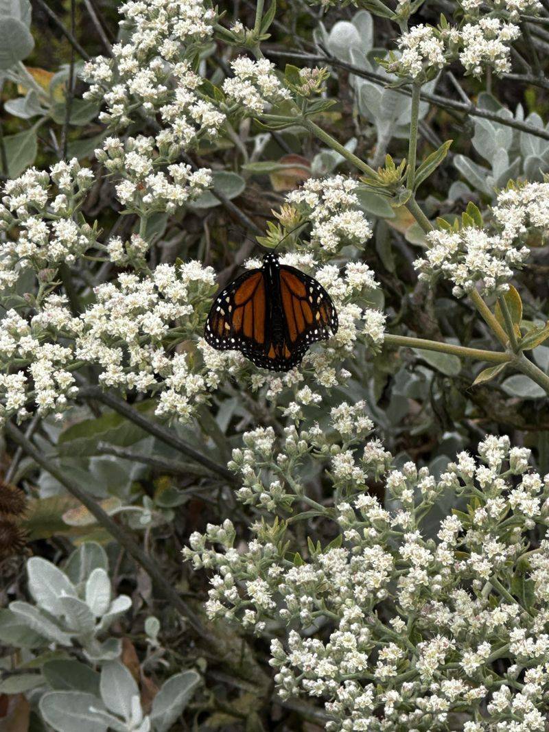 California Buckwheat Feeds Native Insects