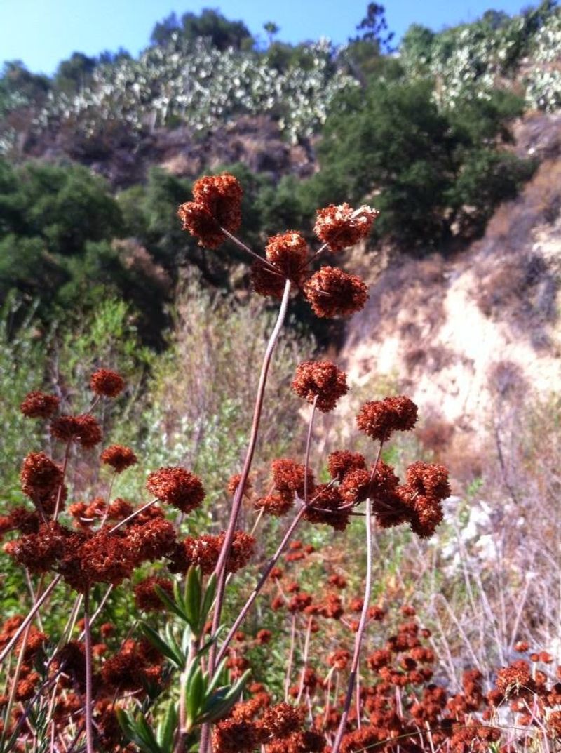 California Buckwheat Holds Seed For Birds California Buckwheat Holds Seed For Birds