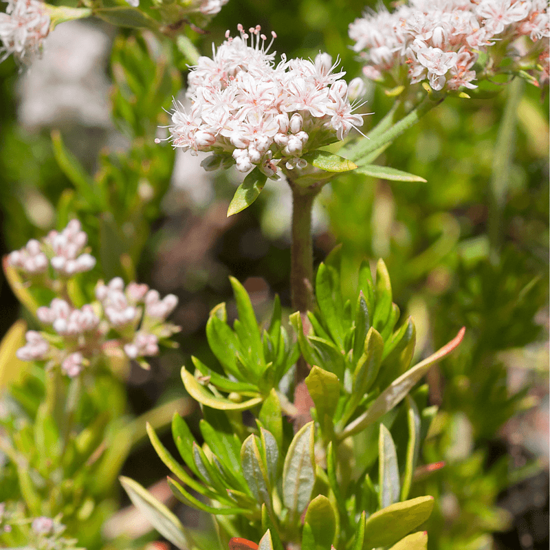 California Buckwheat Mounds Shelter The Ground California Buckwheat Mounds Shelter The Ground