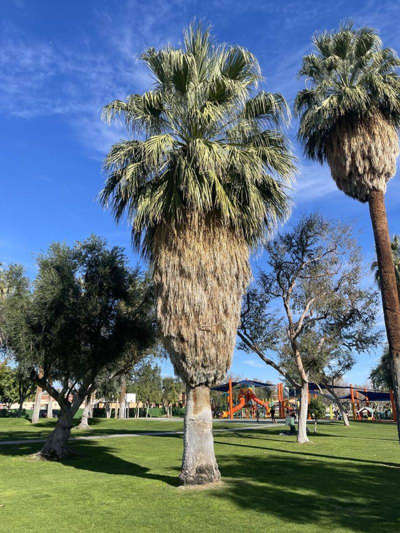 California Fan Palm Offers Classic Height