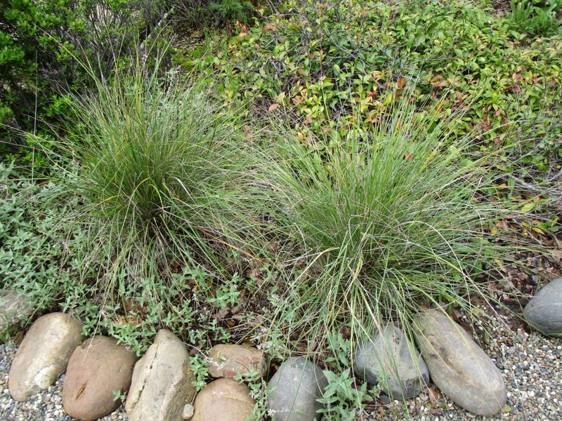 California Fescue Suits Shady Spots