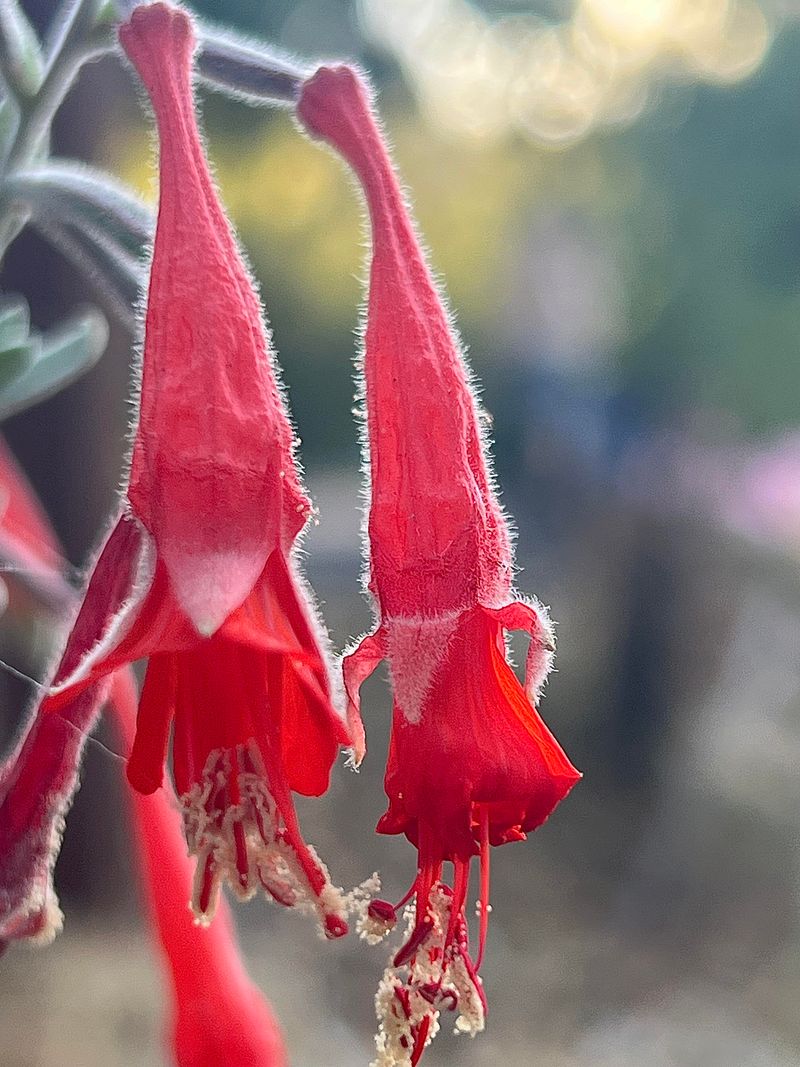 California Fuchsia Draws Late Hummingbirds