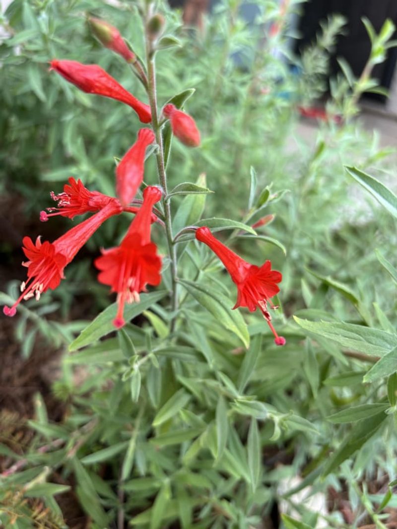 California Fuchsia Lights Up Your Fall Garden