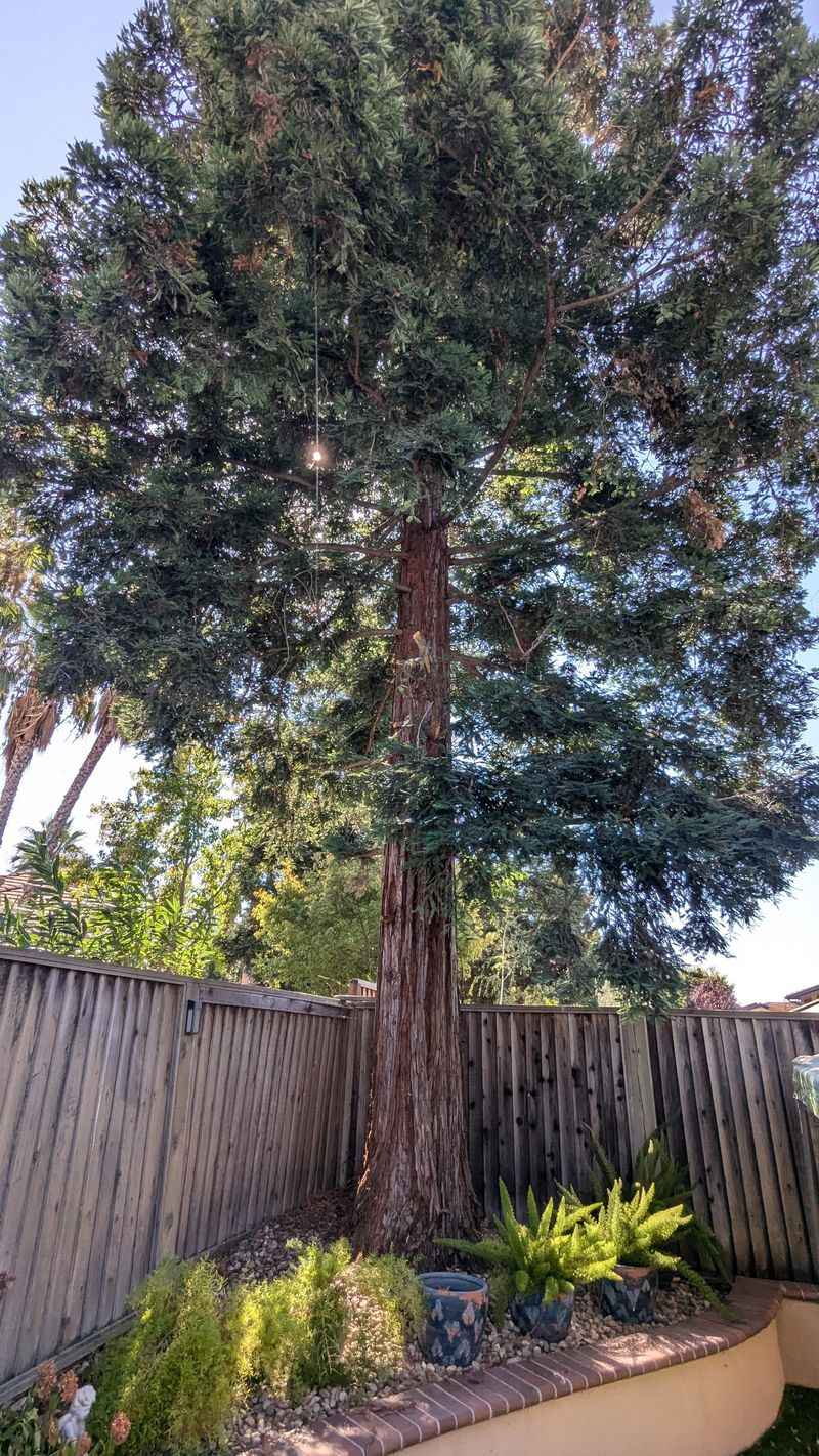 California Has No General Right To Light