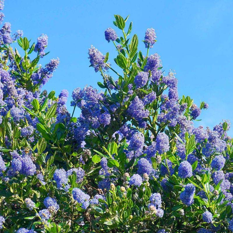 California Lilac Varieties Stay Full In Mild Winters California Lilac Varieties Stay Full In Mild Winters