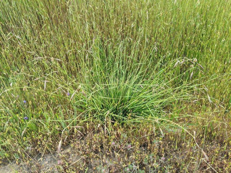 California Oatgrass Adds A Soft Meadow Look