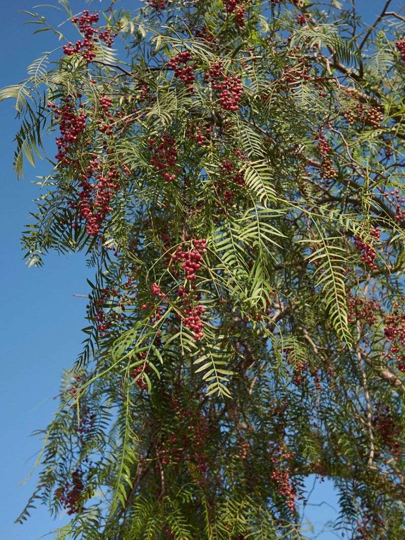 California Pepper Tree Litters And Lifts Concrete