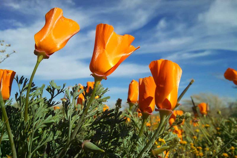 California Poppy California Poppy