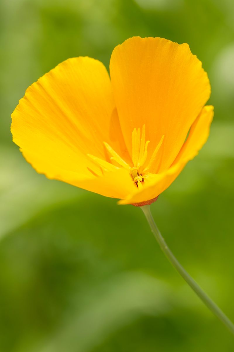 California Poppy California Poppy