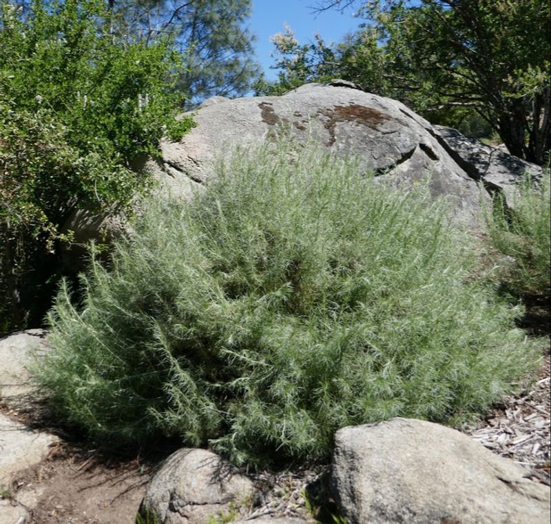 California Sagebrush Forms Dense Low Mounds California Sagebrush Forms Dense Low Mounds