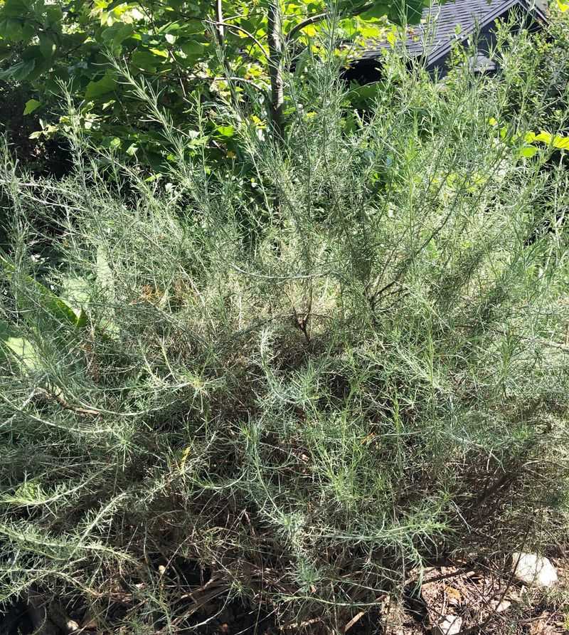 California Sagebrush California Sagebrush