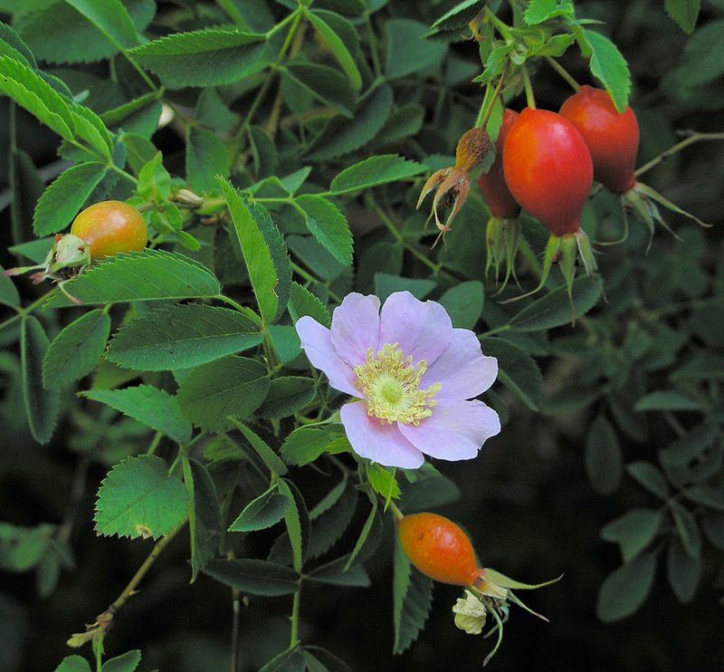 California Wild Rose Hips Feed Birds In Winter