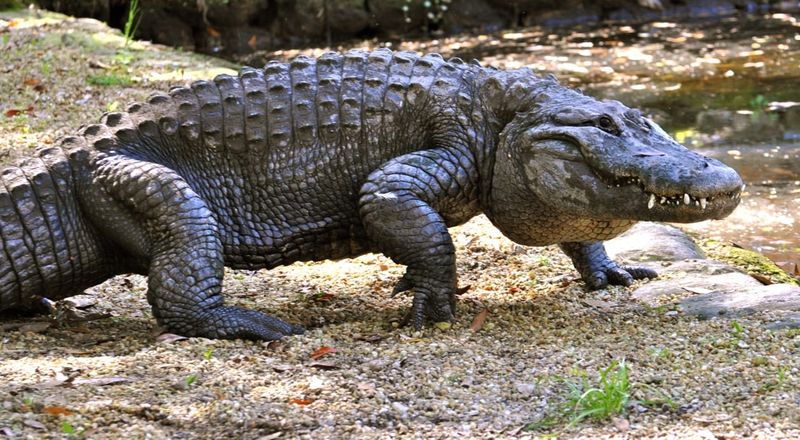 Call 866-FWC-GATOR About Alligators That Pose A Threat