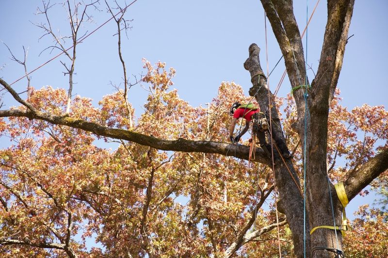 Call A Certified Arborist When In Doubt