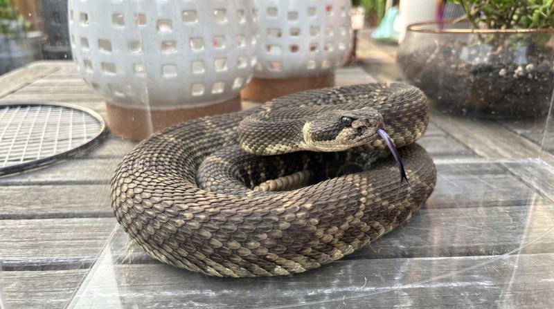 Call A Licensed Snake Removal Professional