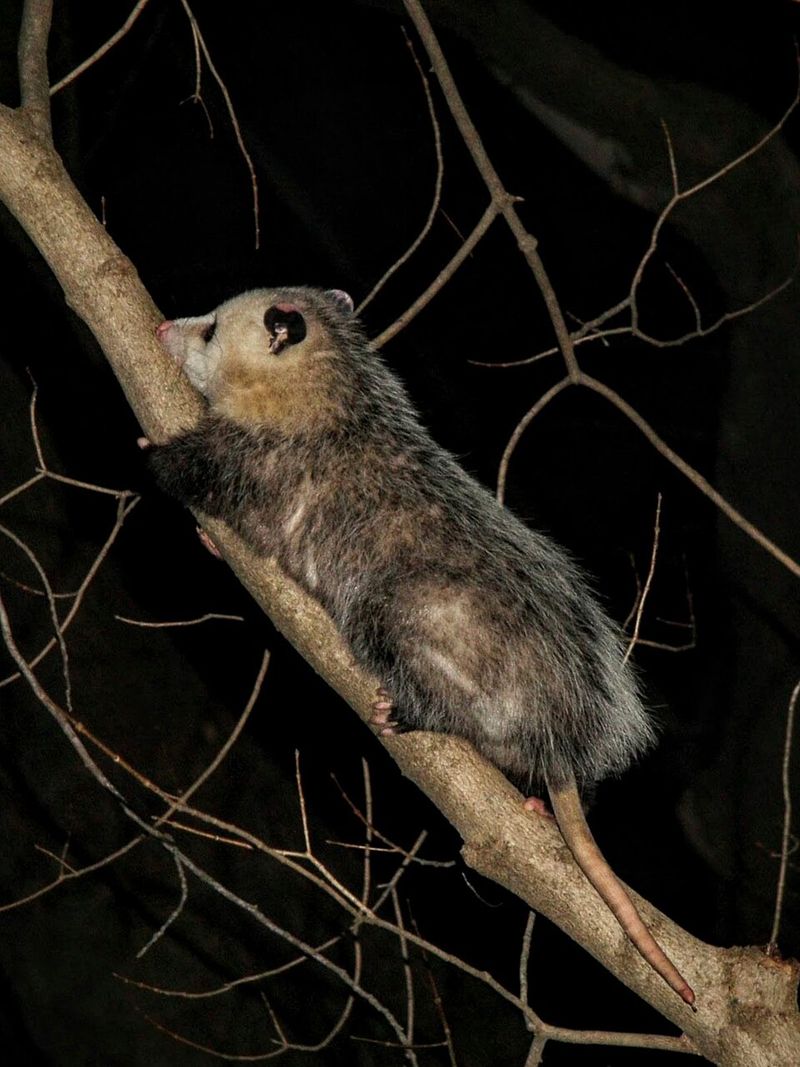 Call A Licensed Wildlife Pro For Help Call A Licensed Wildlife Pro For Help