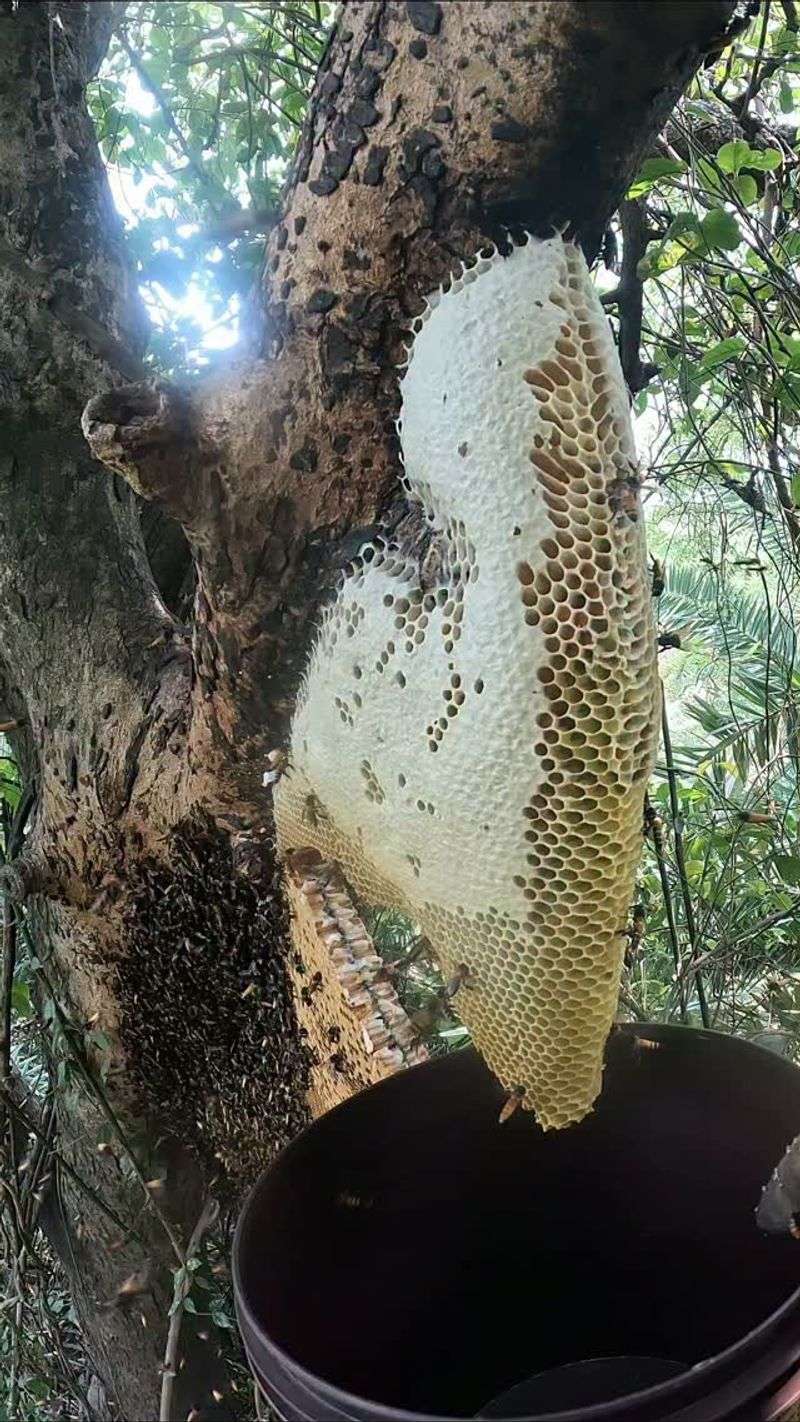 Call A Local Beekeeper Instead Of A Can Of Spray Call A Local Beekeeper Instead Of A Can Of Spray