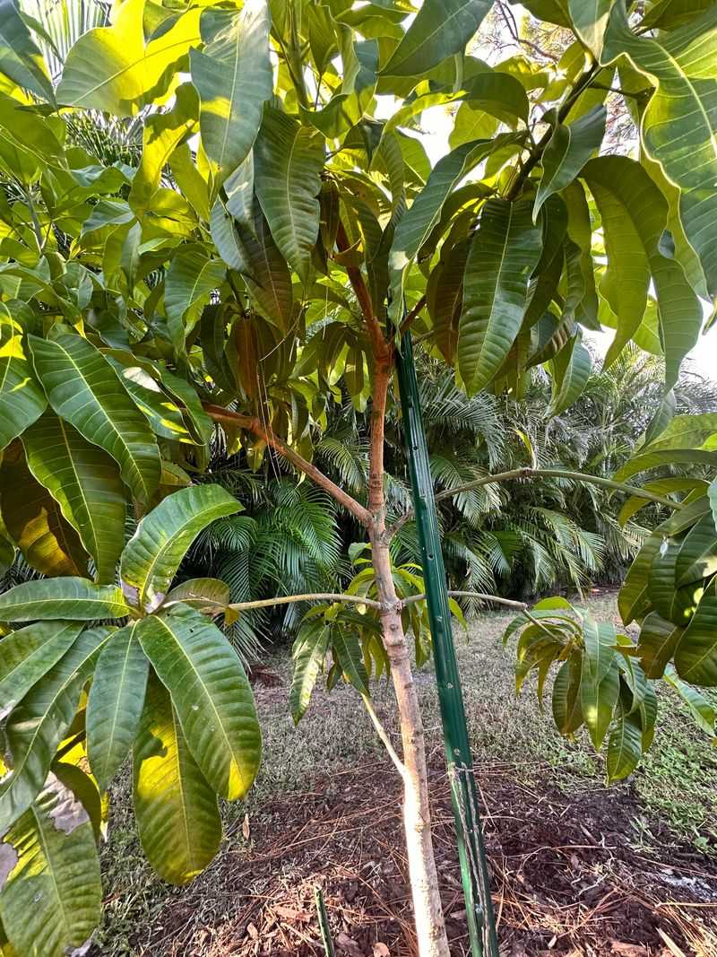Call A Pro For Trees 30 Feet And Taller